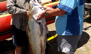 Tamaai Franskraal  Kabeljou